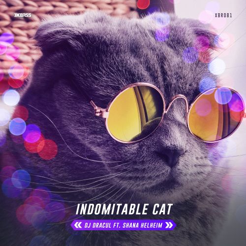 Indomitable Cat